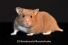 Hamsterhuette´s Scarlett